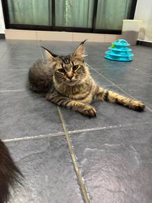 female maincoon