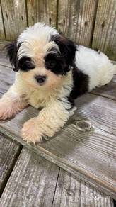 Shihpoo puppies