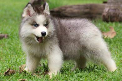 Wooly Husky