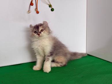 american curl