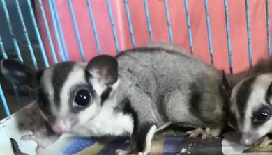 Sugar Glider jinak dan manja - Hari RAYA OFFER