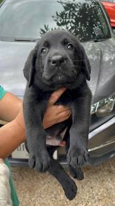 Labrador-5