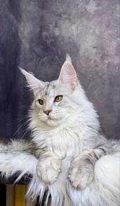 silver tabby maine coon male
