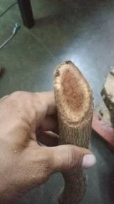 akar kayu bajakah asli 