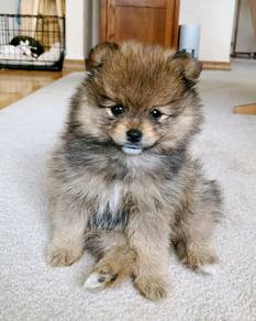 G4855 Borky Pomeranian Fluffy Ball Puppy Puppy Dog