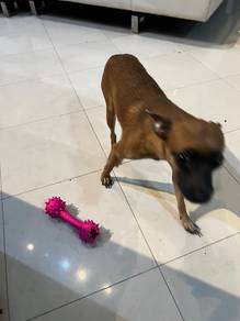 brown miniature pinscher for sale