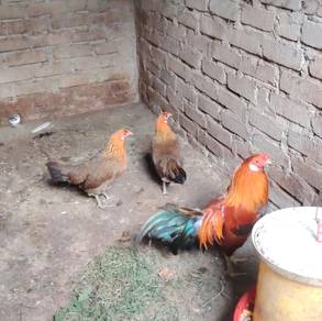 ayam Hutan