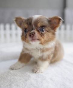 CHIHUAHUA PUPPIES 153🌷Head Apple Bonnie Dog