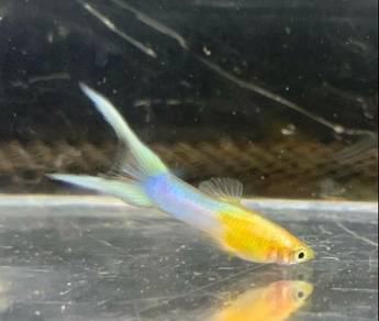 Japan Blue Gold Double Sword Guppies