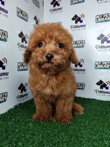 Super cute toy poodle red pup