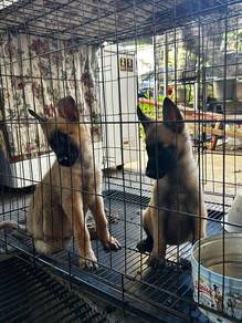 belgian malinois