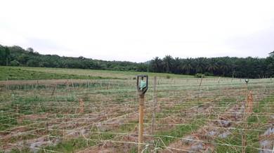 Agricultural Land in Alor Gajah, MLK