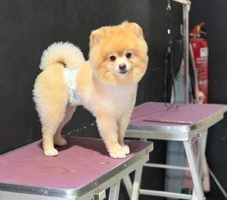 pomeranian male adult