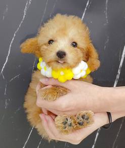 Poodle