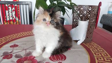 High White Calico Persian Kitten