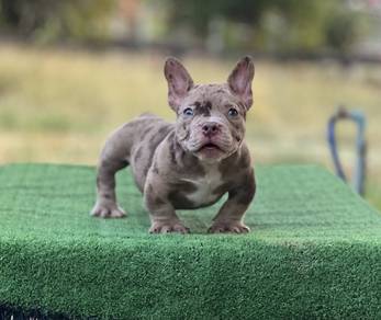 AMERICAN BULLY PUPPIES D61 🐻 Available Exotic