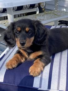 QW5599 Mini Dachshund long haired black tan puppy