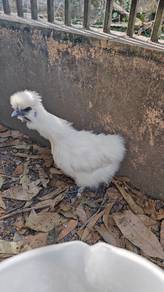 Silkies Jantan