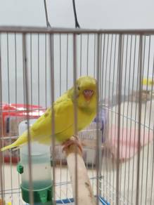 Yellow Budgie (Penang) - Face to Face Trade