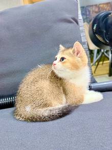 Beautiful Golden British Shorthair Kitten