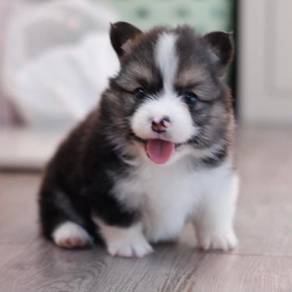 Male Corgi Puppy for Sale