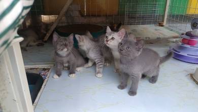 British Shorthair ( BSH)