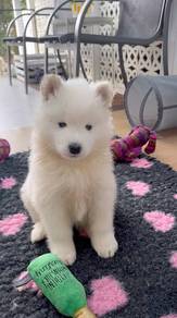 N6818 Pintsized Samoyed cuteness overload right he