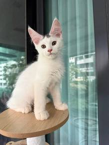 Mainecoon - Purebred Male