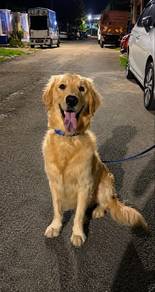 Golden retriever
