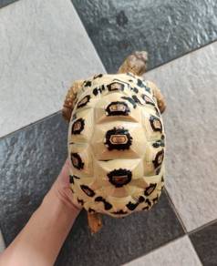 Tortoise