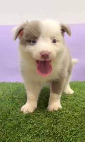 Border collie special color