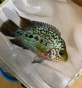 Kamfa flowerhorn