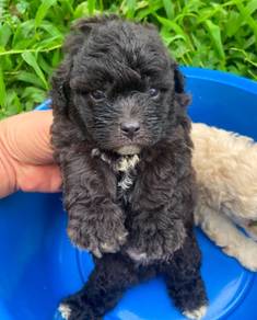 Grey Poodle