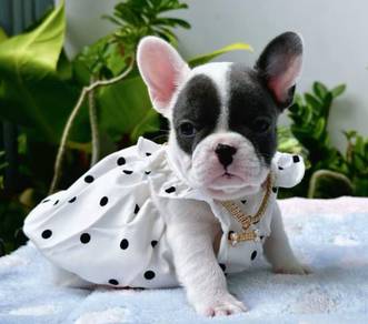 FRENCH BULLDOG PUPPIES VIP140🌻 Blue Pied Female