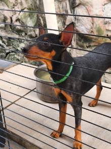 6 months old male miniature pinscher 