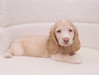 MINIATURE DACHSHUND Puppies VIP14🐻 Adorable Puppy