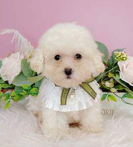 Poodle