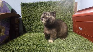 kucing induk munchkin betina