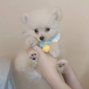 Pomeranian