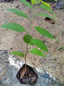 Buah Nona (Anak Pokok)