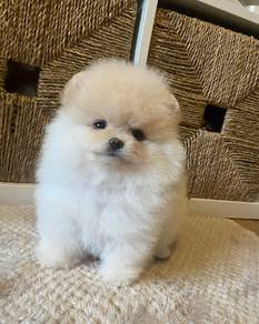 Pomeranian 