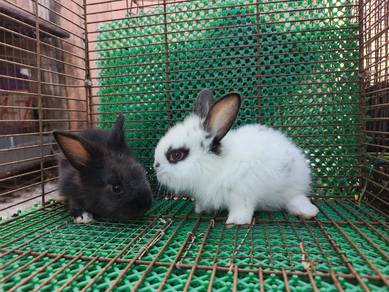 Anak Arnab Mix