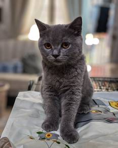 BSH female  4 month 
