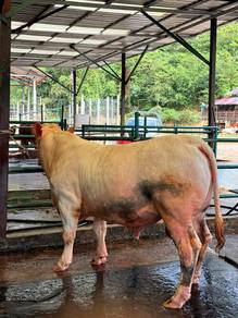 lembu sado untuk korban