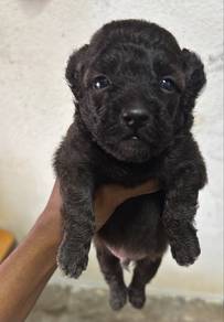 poodle mix Pomeranian