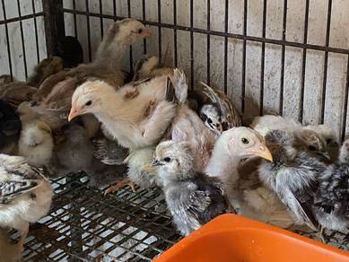 anak ayam siam