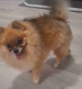 Pomeranian Female
