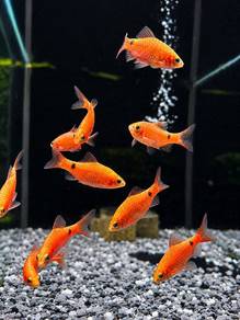 Super Red Rosy Barb