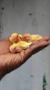 Burung birds