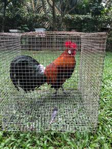 ayam hutan kacuk 